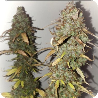Vanilla Frosting Auto Flowering Cannabis Seeds